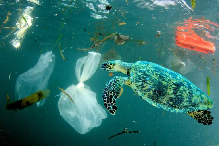 Celebrating Plastic Free July